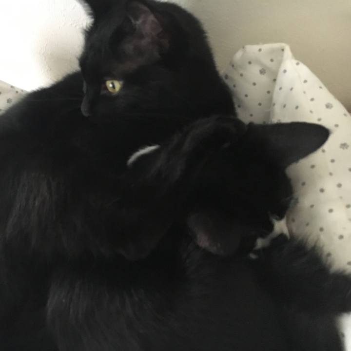 98e79346 b44c 4a51 bb1a b53a21478048 1537777669574