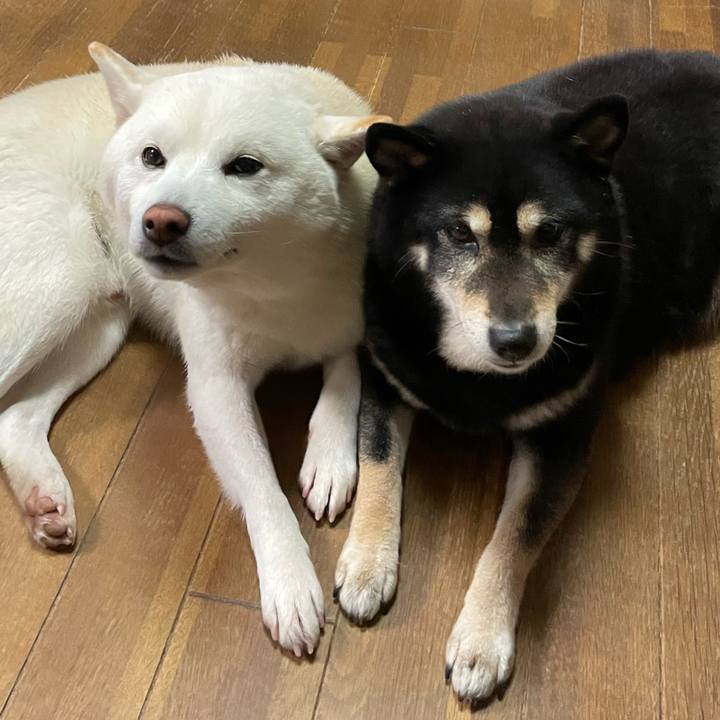 98e7d5fe e0f9 4f4b 8f09 18e1d8ceeba4 1647874548836