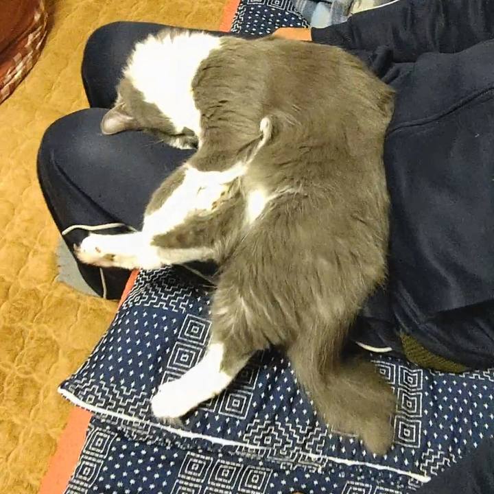 98e8eb0d 48b7 41db b649 de88ca608edb 1575238433419