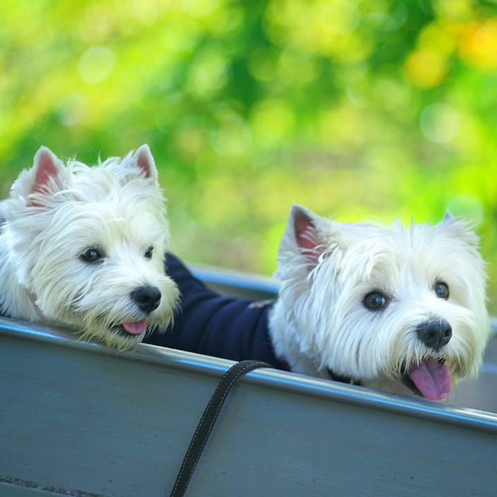 98ef98ff acbd 40e0 b8d1 80b0beef50db 1534940634820