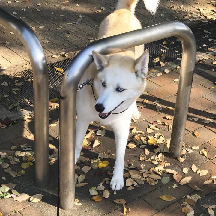 98f4ace1 b1e3 4768 bdef 0788aa22fdaf 1544142105813