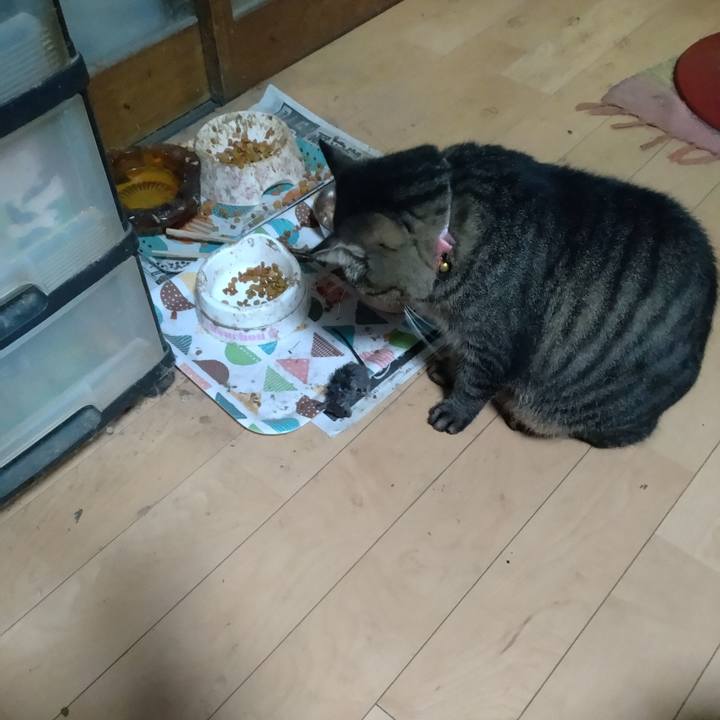 98f6132b 4f41 4edf b6fd f920a44309c8 1667736134184