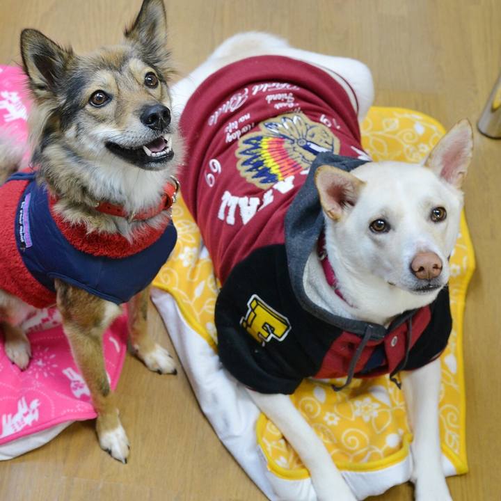 98f6a253 c0ad 4223 90b1 02c30d5e4790 1545740584816