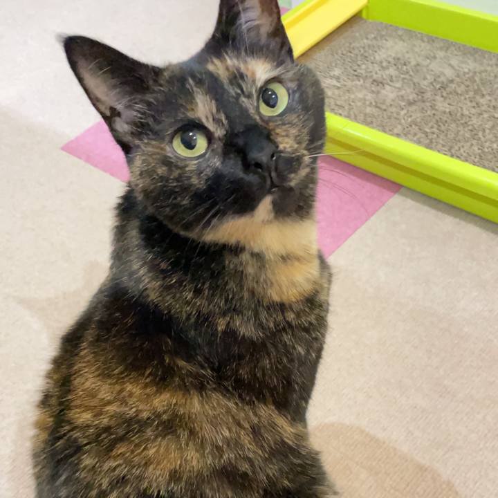 98f74a16 589f 4144 a3b9 aa3606294265 1769770855152