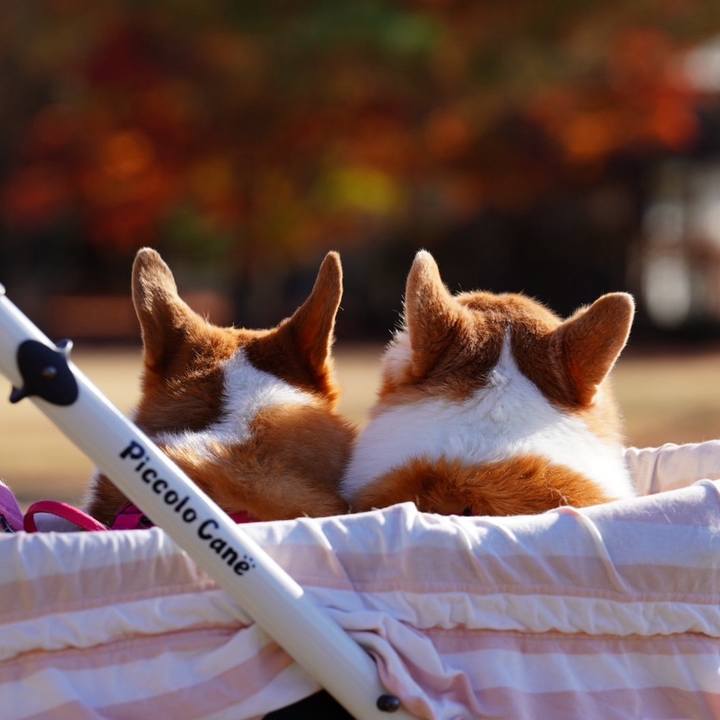 98f8a20c e5d6 4cc9 b53a 284ce1e2a2dd 1765589563223