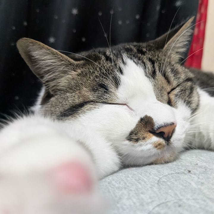 98fa3e28 2e52 4968 9360 9350d5b85dd4 1748775756839