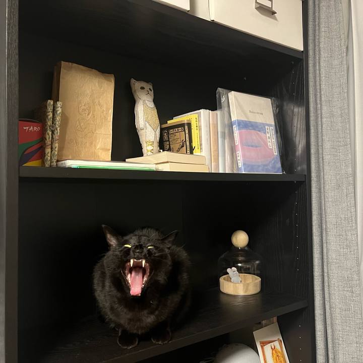 98fa63bd e4bf 4735 afcc 2ea510f643ec 1737970740267