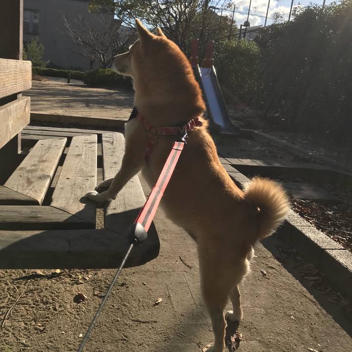 98faa063 1d47 4b3a bb5a 2fc56db323f4 1513045316478