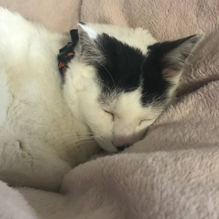 98fc3b66 9339 4406 a68b 62bb4fff9179 1523751163734