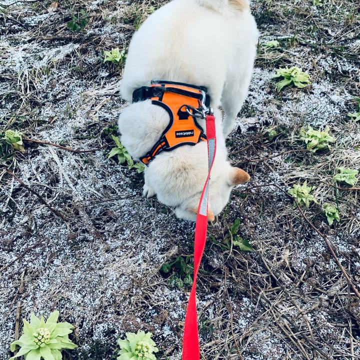 98fd3d15 4f4c 4af6 9c72 9b2dee74f626 1618434787100