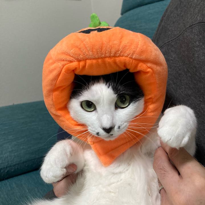 98fe55d6 8b4f 4c2d b8e0 3bc76f15f36f 1761913834291