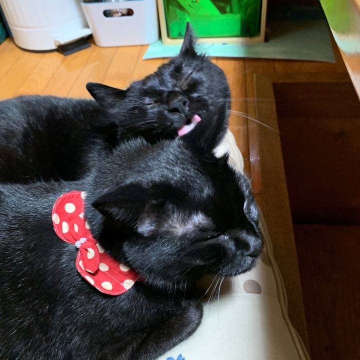 98ff231c 9f44 4a8c 8ad3 7a0c3f8a54e0 1565534495595