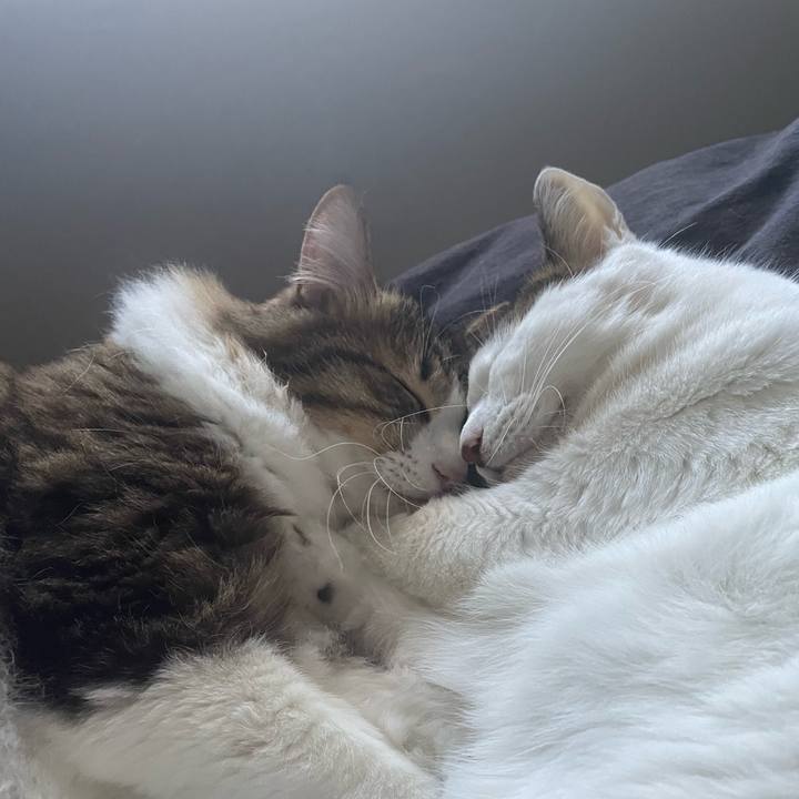 98ff833f 0557 4675 b71d da69cfac9f83 1762214672127