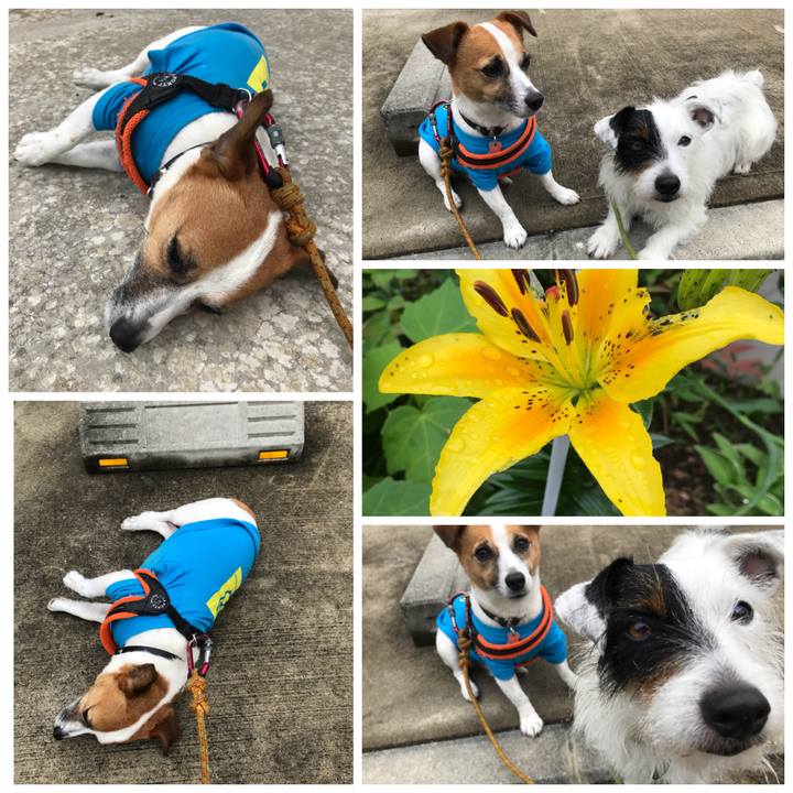 9909da4e 7b79 40e2 bd82 6968499e5773 1528328953657