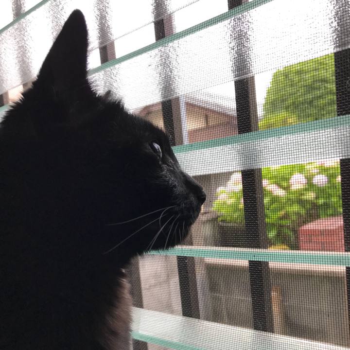 990b6128 bb9f 4ca3 b96d b8570b80c45a 1528594868813