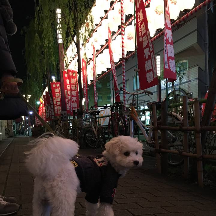 990f5568 f02d 494e a3cf 57b178d687aa 1545303060255