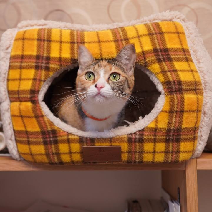 9910d86a b37e 4e64 b003 d3bd93111e05 1608128021927