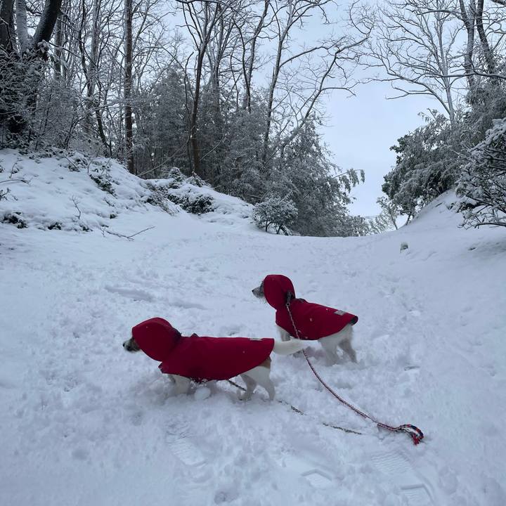 9911f3d6 05ec 44f9 b4c7 12f6a4f7d58f 1738883983703