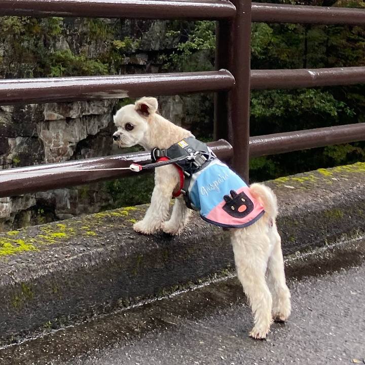 991370d0 261b 4320 b802 da1b45bd2a86 1570166684104