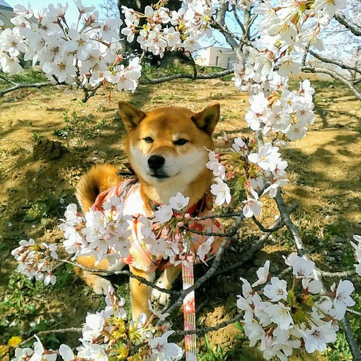 99139374 7dd3 46de a1ad e44edb738ead 1554450654320