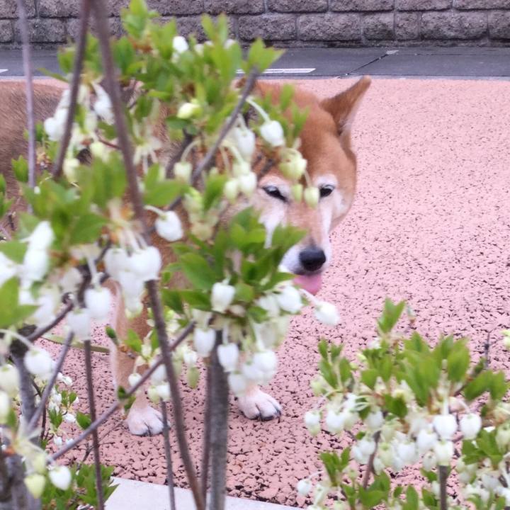 991abe62 4860 4e18 86f4 b8f0cb984ee0 1586686185471