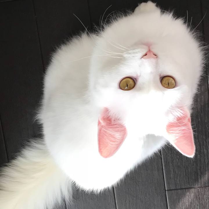 991b7ee0 9e68 466b ae4b ee1c4ae55ad2 1523017429317