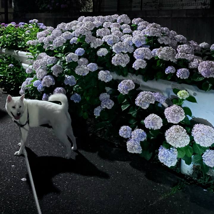 991d4c98 e8a0 48cd 9cbe b5221d691c37 1623163352281