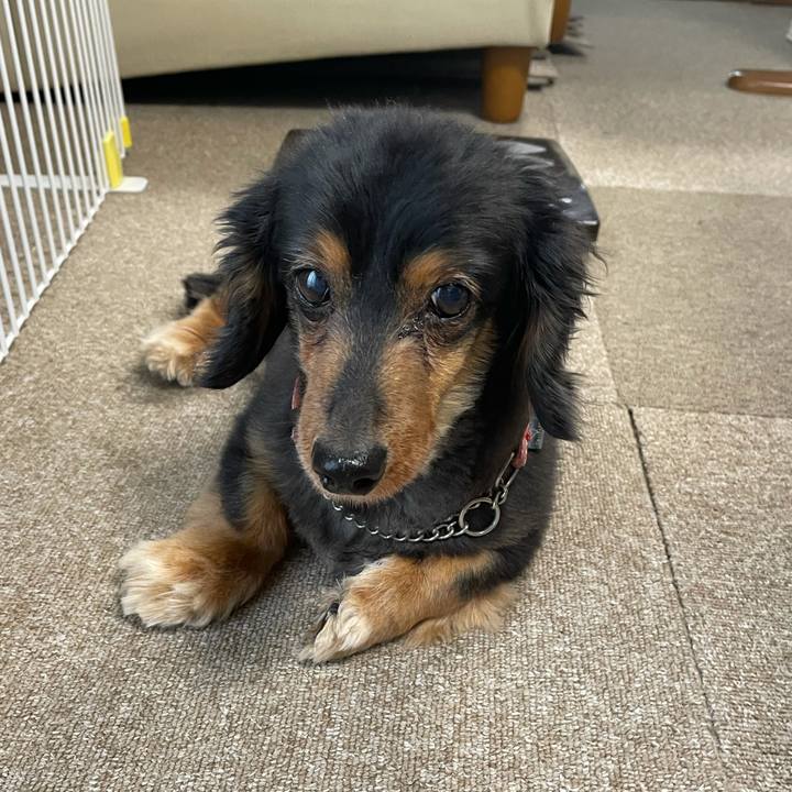 9928c486 1953 4387 a412 243b65a99c53 1618287074235