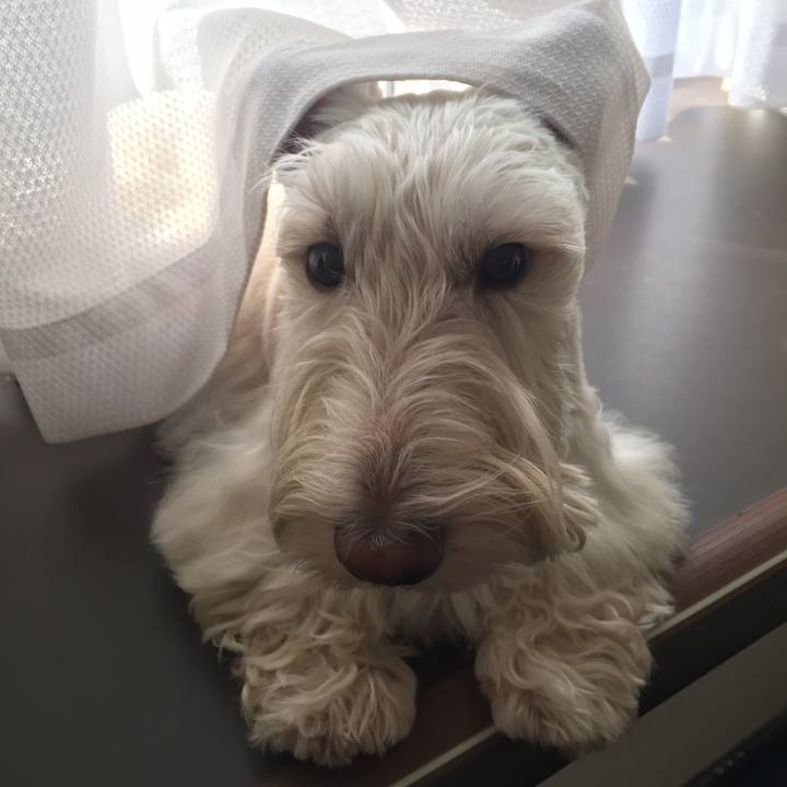 992e1956 ed18 4ce4 96f6 1030399817e2 1512622711741