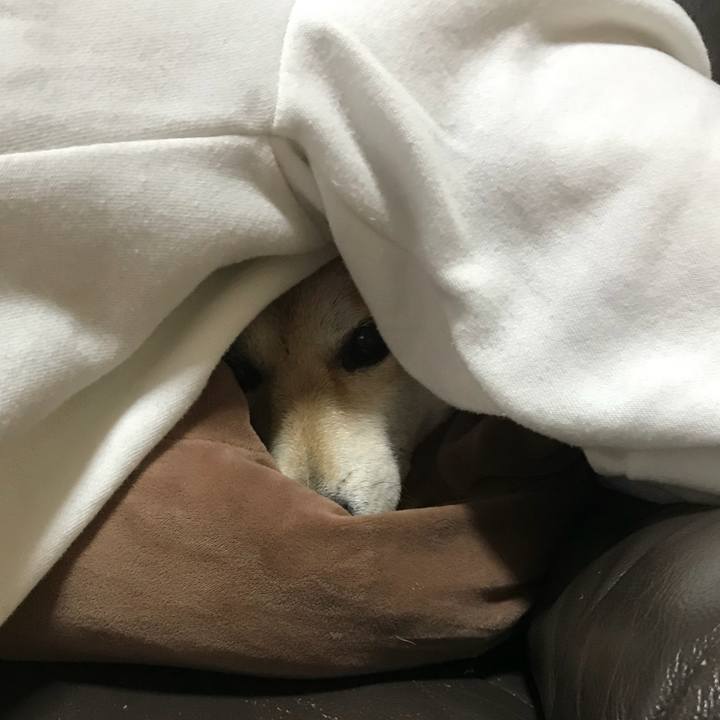 993008cf b87e 445a ba9e 218d1eb50975 1517794777269