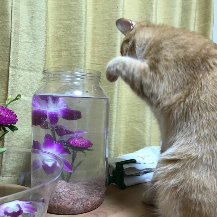 99316353 8177 471a ad51 9de938f8eb75 1532446984043