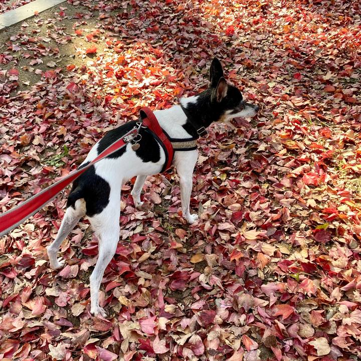 9932d727 a6f8 4013 beec d8f0487aa156 1605530330098