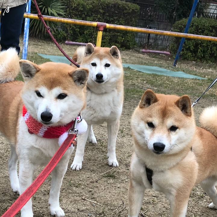 99332e51 ac73 4d28 a6b1 2c627ed76734 1583625580072