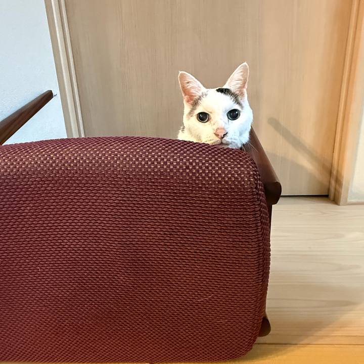 99338cf4 78b0 403e bdf8 d7e90e2bb202 1761275523613