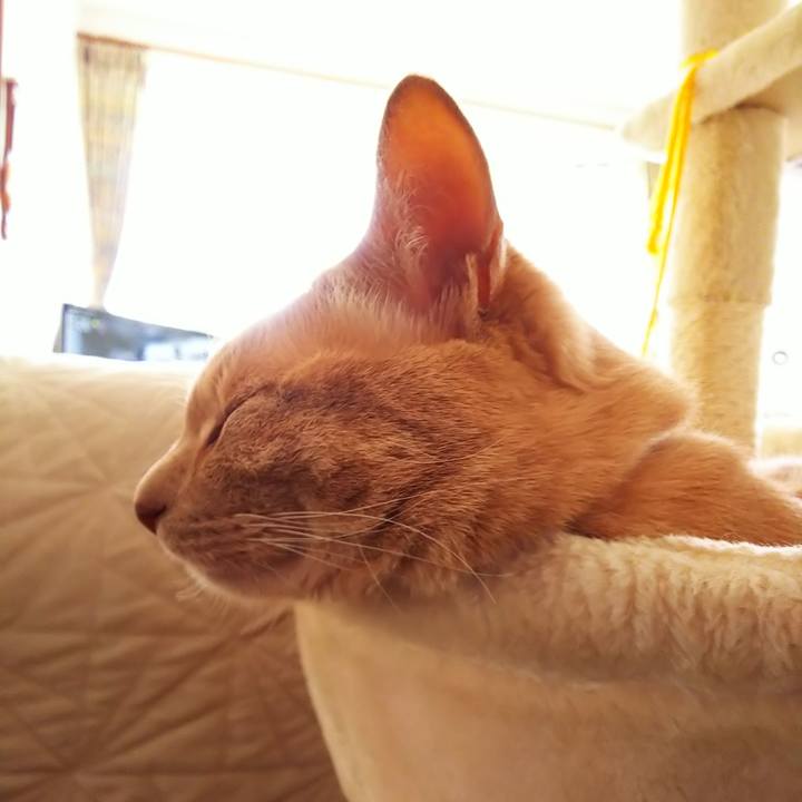 99338fd4 67b2 4436 926c 7c68277b440a 1621057130702