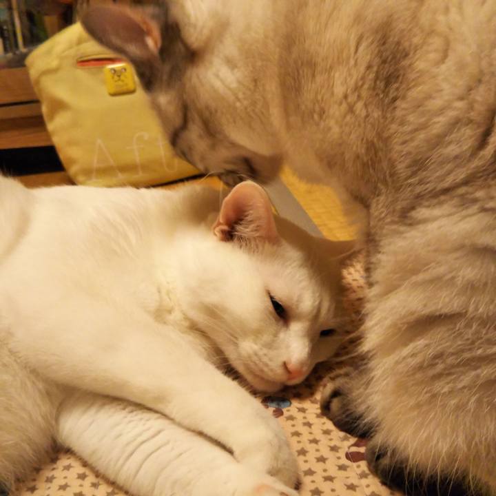 9933babe 2bf5 440b a22e bbd975361236 1531400851579