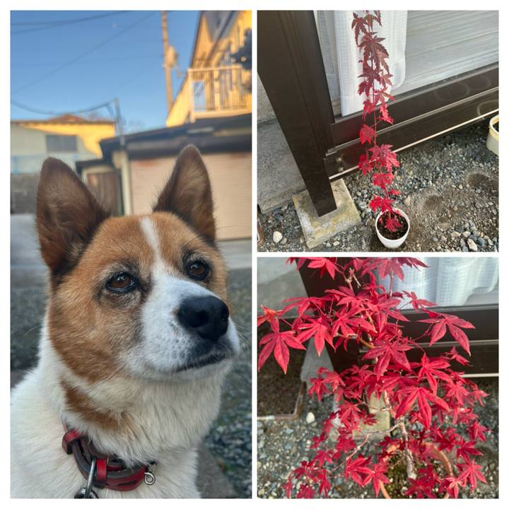 99377c3e d59f 4a32 9547 811c7def9b11 1763503108524