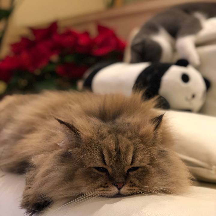 993a257b efdc 4835 a6c7 9b54d51694d5 1546518666143