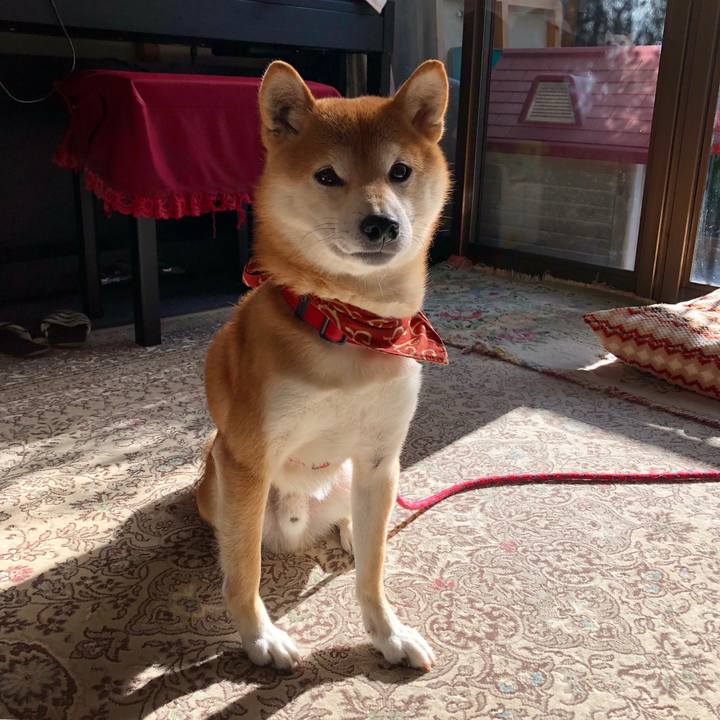 993a2e0b ef3c 4cf7 bf2c 360f8edfb162 1542372483704