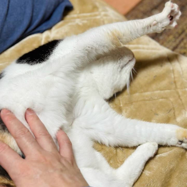 993c54c8 211b 44d6 9287 993a58311bb8 1698200031796