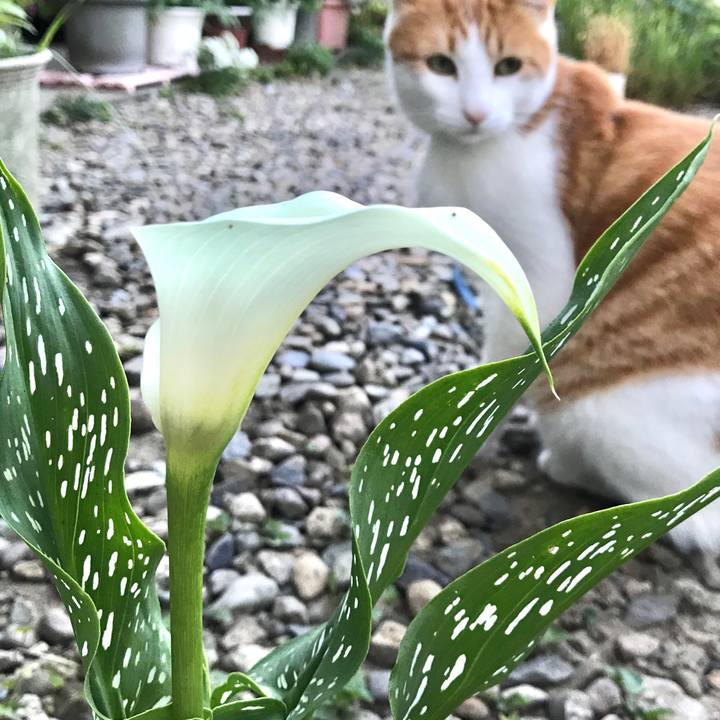 993d0d94 ed8c 4aa0 9e08 8abb69b02c43 1529400533632