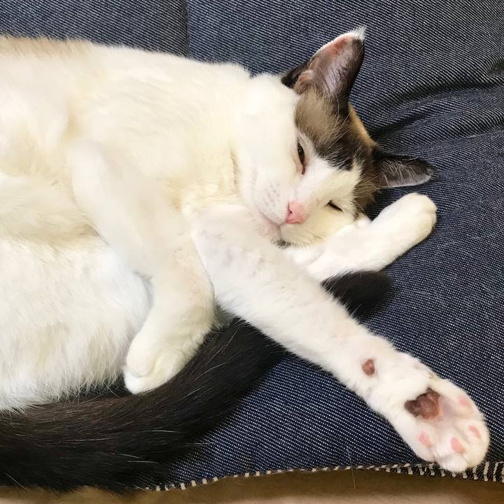 993e0618 7f87 4e5b 9023 f5f17cbaea60 1537534175773