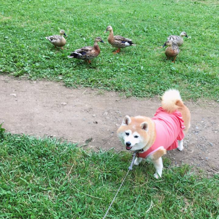 993e6027 b4f9 4d43 89bc e8a3530ce984 1591276202892