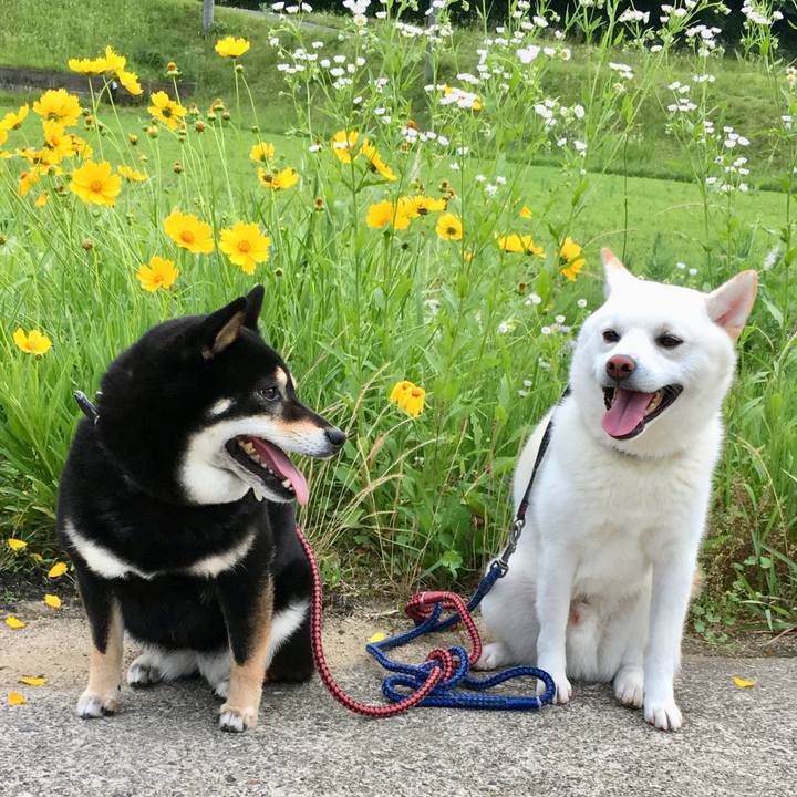 993eecd2 4395 447f 8835 d58b84bf2413 1529751860423