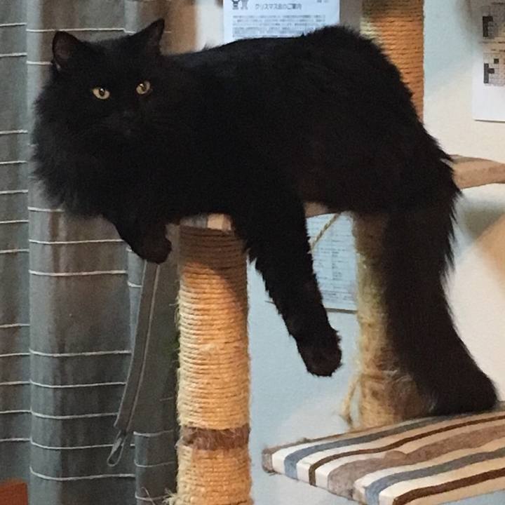 9942498e b784 41f6 9f5b f869b5f01824 1543919009752