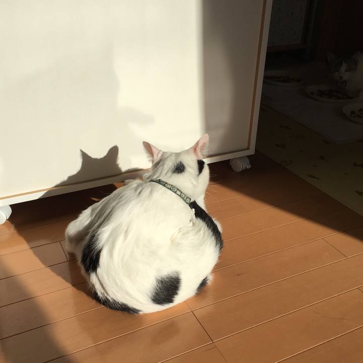 9942a3c2 d31b 4445 9b47 c22aa35062f3 1515975915159