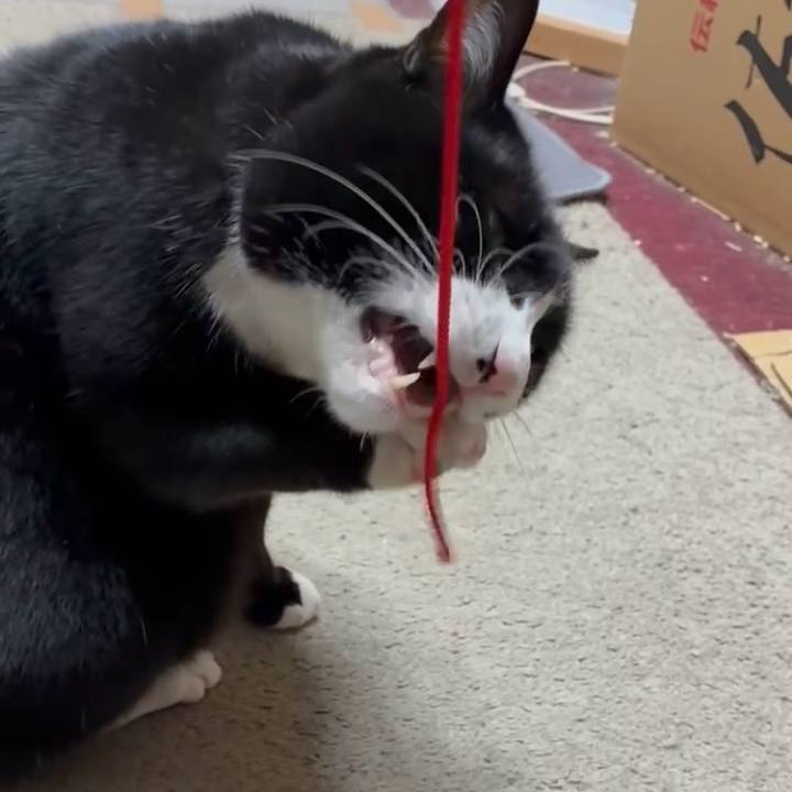 994524e7 e56c 4506 b8a7 f9747602ab1f 1771080650973