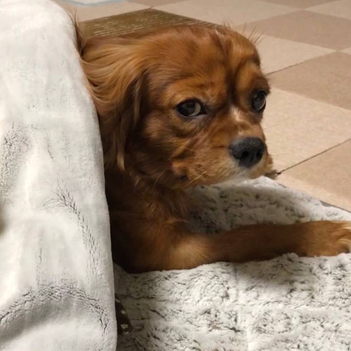 99466d4c d419 4768 a375 91ee9aa6f280 1545258162622