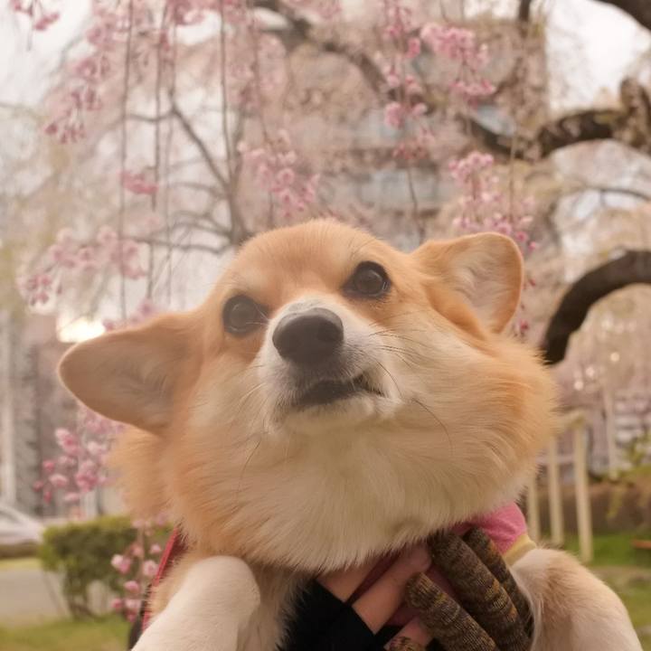 994695c5 d29d 4f42 84eb 7cecf37020f5 1586695104873