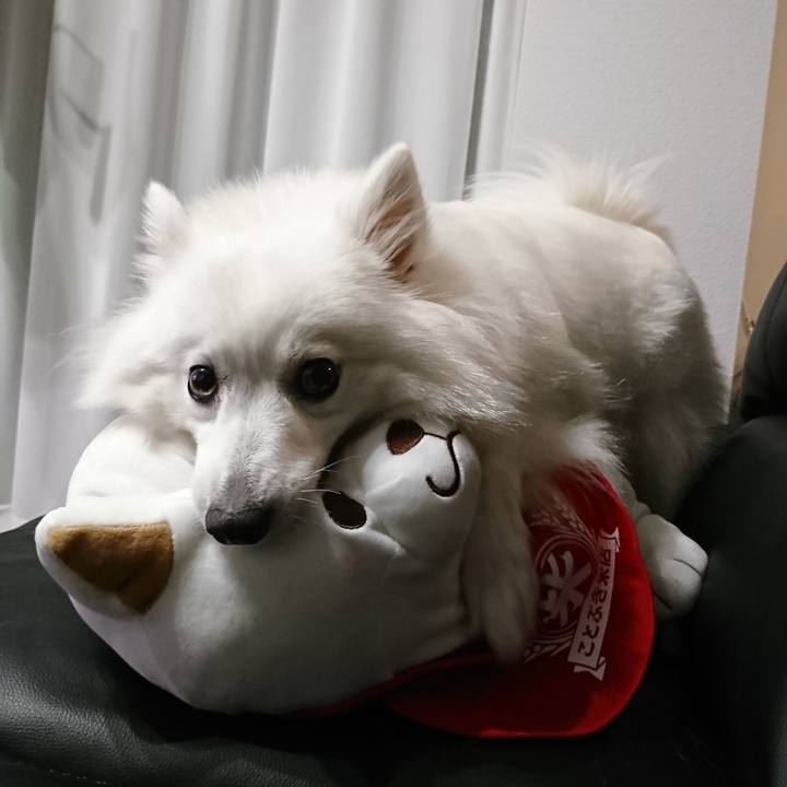 9946ffc0 872d 4ab7 80d2 faf3658d1abb 1530623107612